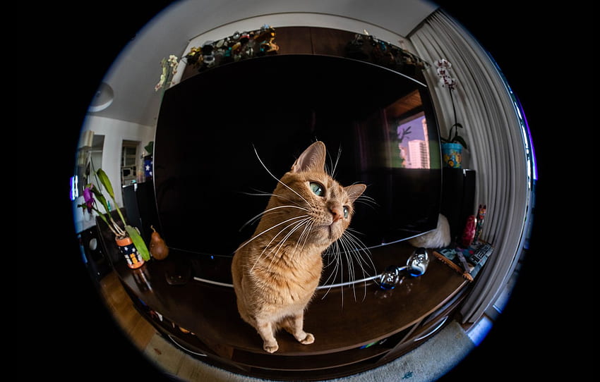 cat, cat, look, reflection, room, round, camera, red, lens, effect, monitor, black background, screen, fisheye, in the center for , section кошки HD wallpaper