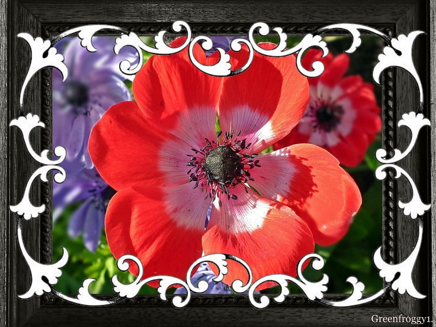 RED ANEMONE FLOWERS, FLOWER, RD, FRAMED HD wallpaper