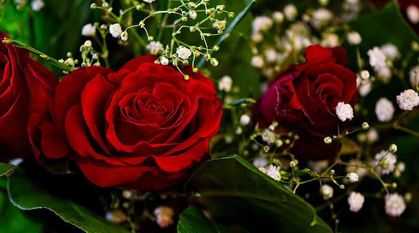 Happy Rose Day 2020: Quotes, , , Greetings, WhatsApp messages and Facebook status. Relationships News – India TV HD wallpaper