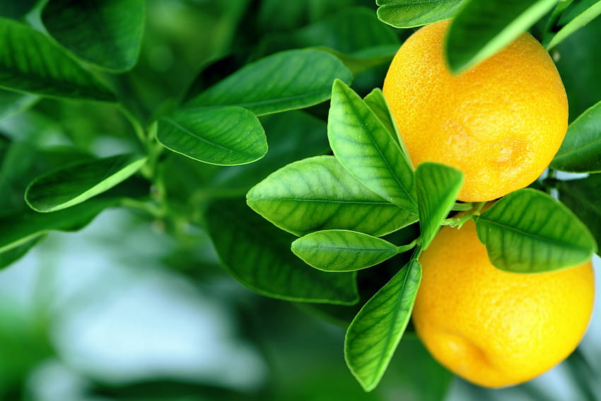 Oranges, fruits, leaves, fresh HD wallpaper