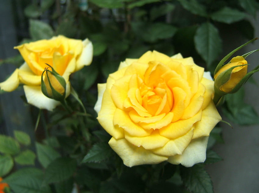 Gelbe Rosen, gelbe Rose, Rosen, Pflanzen, Natur, Blumen HD-Hintergrundbild