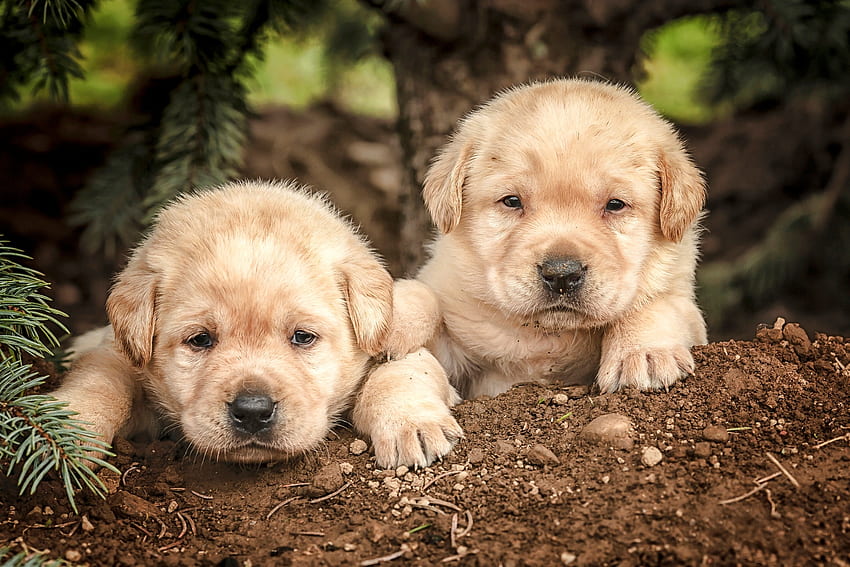 Cute puppies, animal, dog, puppy, couple, cute, golden retriever, paw, caine HD wallpaper
