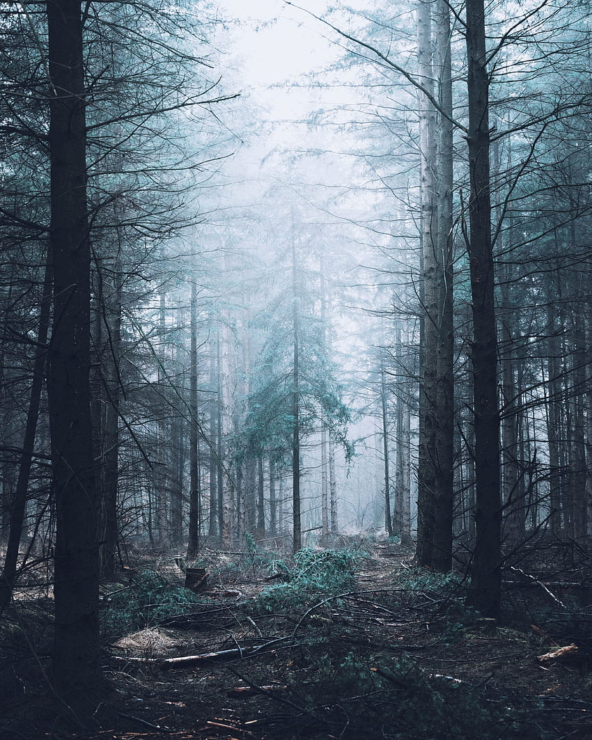 Nature, Trees, Pine, Forest, Fog HD phone wallpaper
