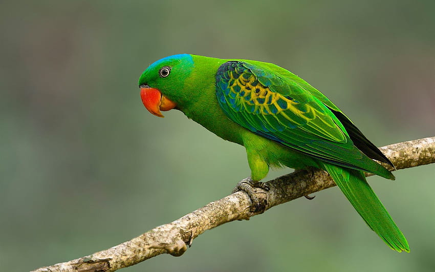 Green parrot, tail, tree branch HD wallpaper