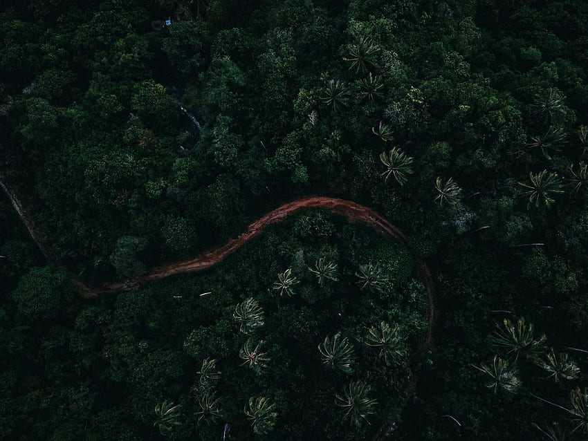 Nature, Palms, View From Above, Road HD wallpaper
