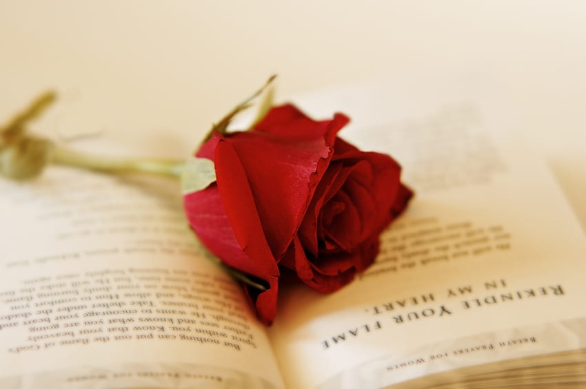 Mawar merah, mawar, benda mati, terbuka, buku, merah Wallpaper HD