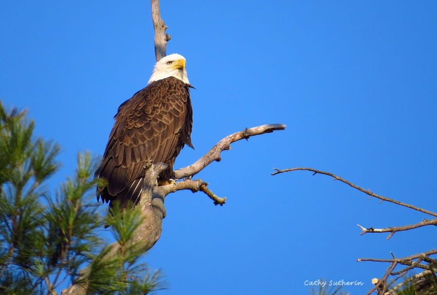 Eagle Elegance, animal, proud, bird, American, eagle, branch limb, patriotic, liberty, holiday, pine, nature, sky HD wallpaper