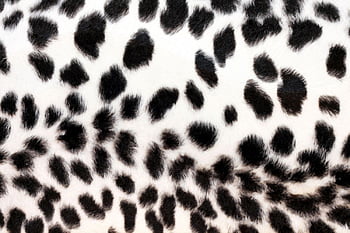 Abstract Animal Skin Leopard Seamless Pattern Design Stylized Leopard  Print Wallpaper Stock Vector  Illustration of design wildlife 228343949