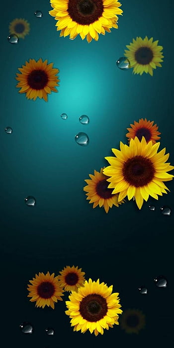 Macro Photo Of Water Dew On Sunflower Wallpaper, Sunflower, Backyard,  Flowers - Wallpaperforu