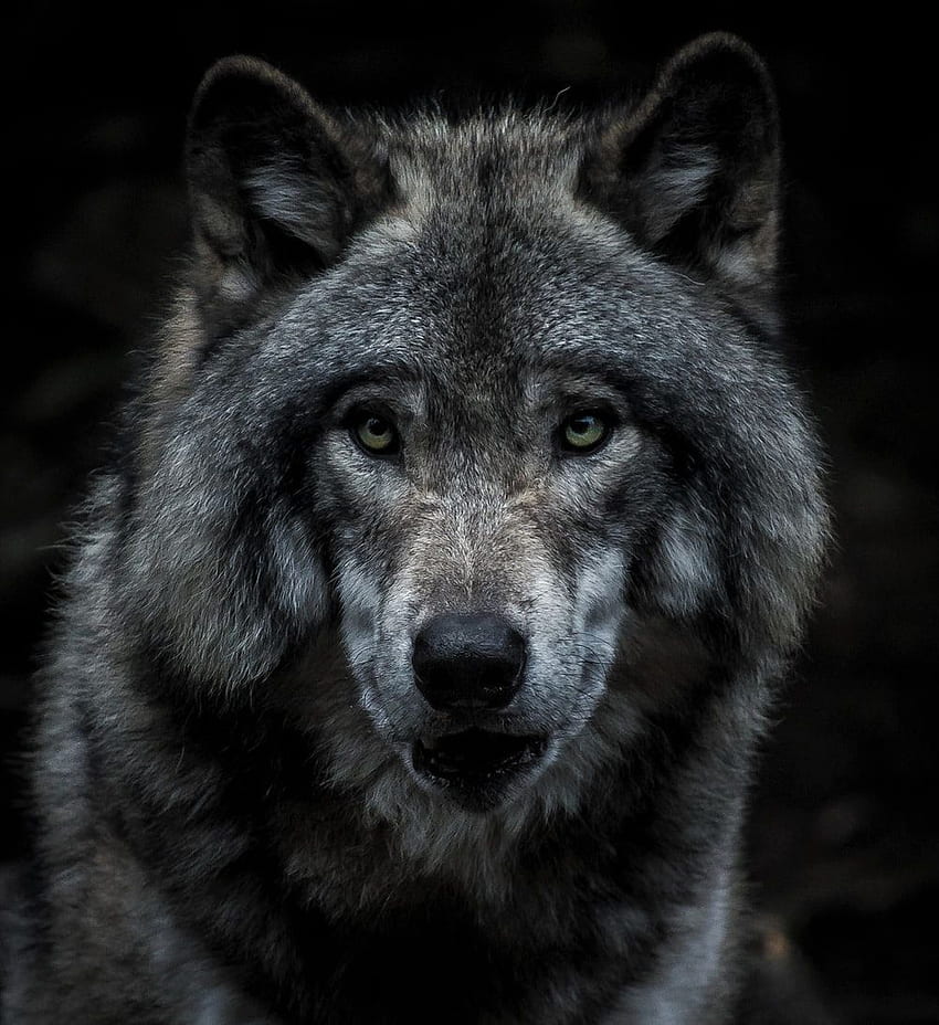 Вълк : [HQ], Cool Black Wolf HD тапет за телефон