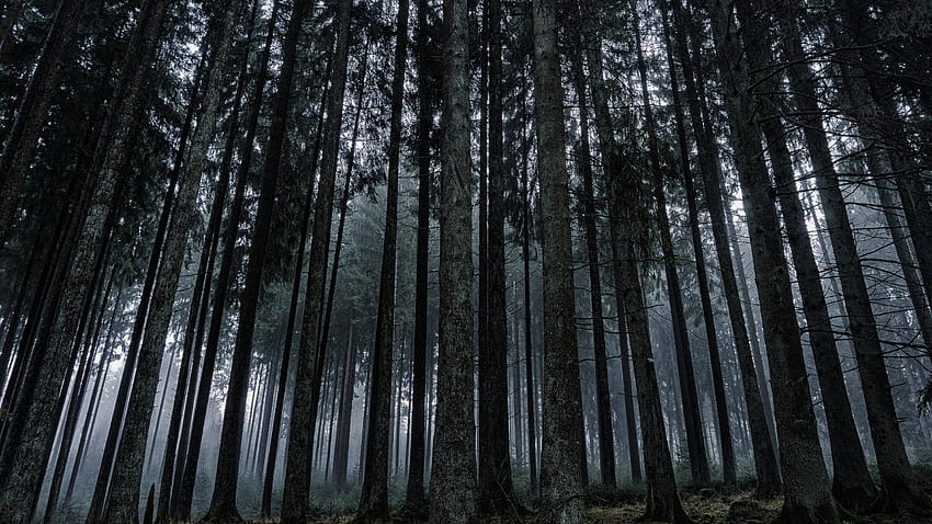 Dark Forest px, Old Growth Forest HD wallpaper