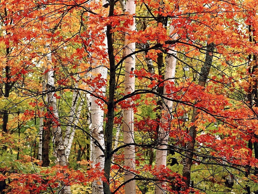 Natura, alberi, autunno, foglie, betulle, foresta, rami, ramo, vernici Sfondo HD