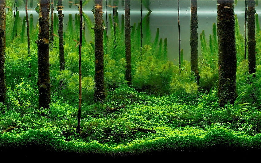 Fish Tank Trees [] HD wallpaper