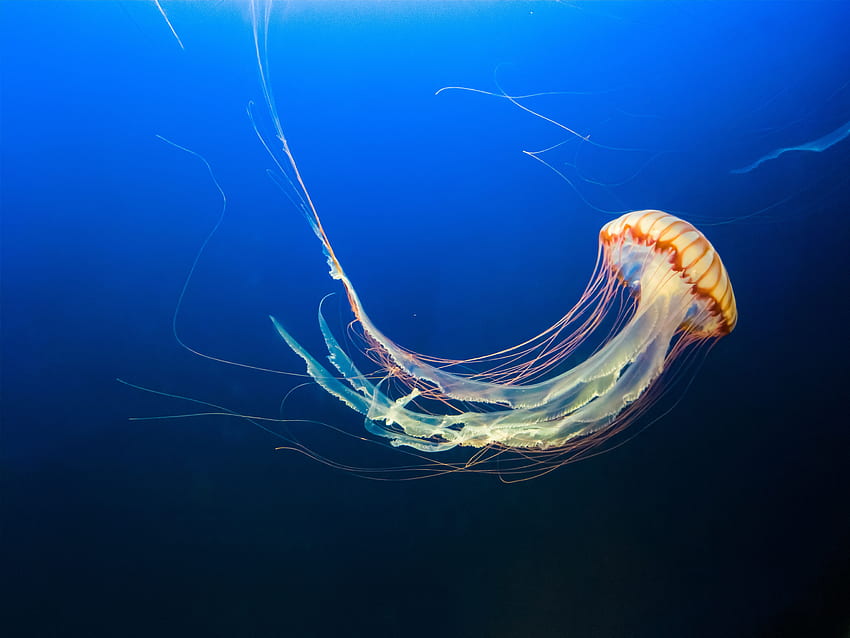 Animali, meduse, oceano, mondo sottomarino, nuotare, nuotare, tentacoli Sfondo HD