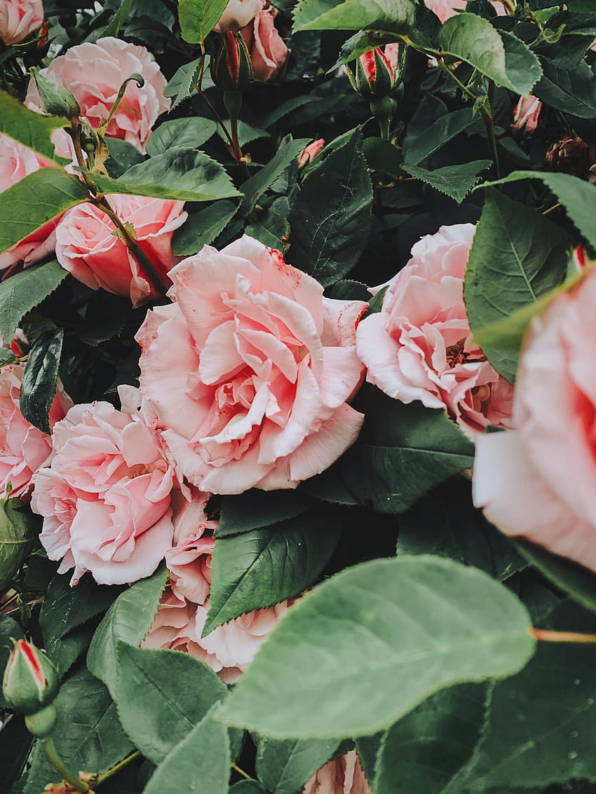 Pink Rose []. & Stock on Unsplash, Japanese Rose HD phone wallpaper ...