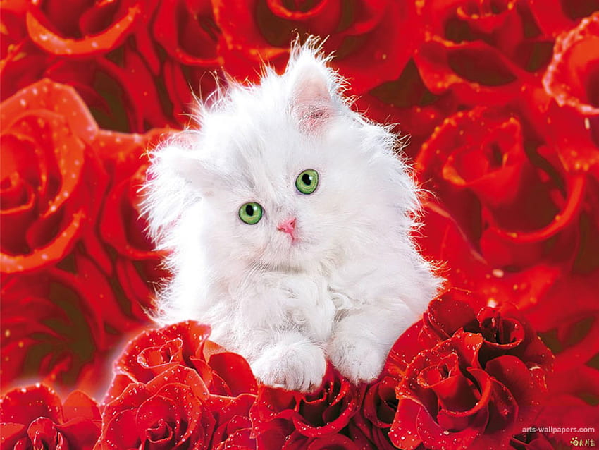 gatinho e rosas, gatinho, rosas, vermelho, flores, animal de estimação, olhos verdes papel de parede HD