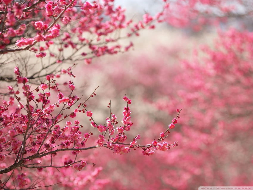 Sakura Kiraz Çiçeği ❤ Ultra TV için, Zen Kiraz Çiçeği HD duvar kağıdı