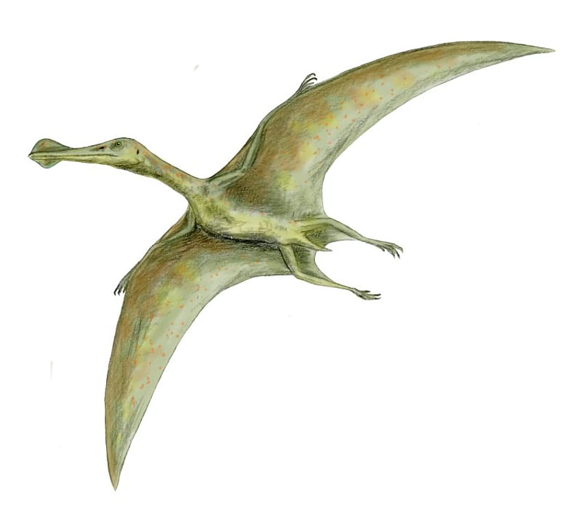 오르니토케리우스, 공룡 HD 월페이퍼