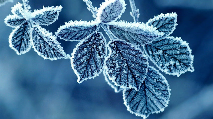 CRYSTAL BLUE ICE, winter, frost, leaves, icicles, snow, trees, seasons HD wallpaper