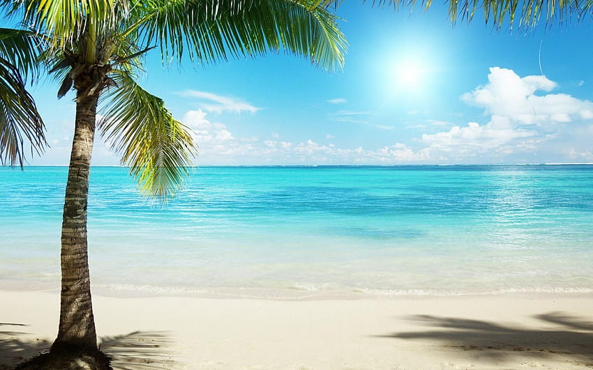 Hawaii Beach beach Palm Holiday Summer Ocean HD wallpaper  Peakpx