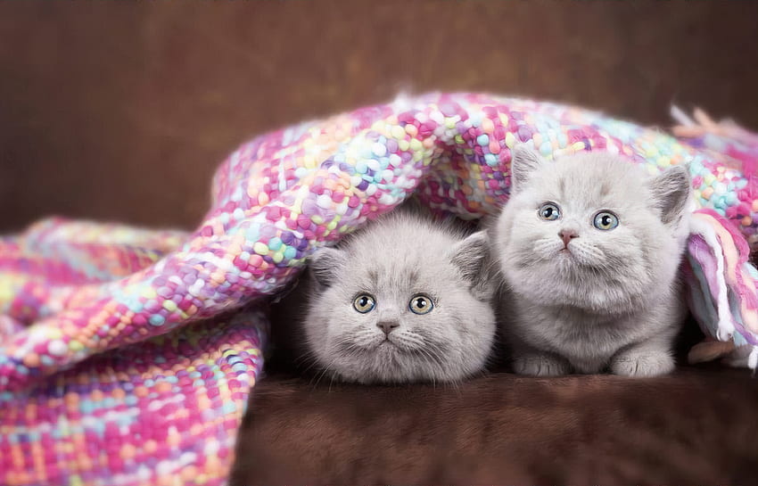 ニット毛布の下の子猫、毛布、猫、愛らしい、ふわふわ、子猫、友達、2人、甘い、かわいい、面白い 高画質の壁紙