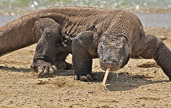 Komodo Dragon 59764 1839x1166 px ~ WallSource HD wallpaper | Pxfuel