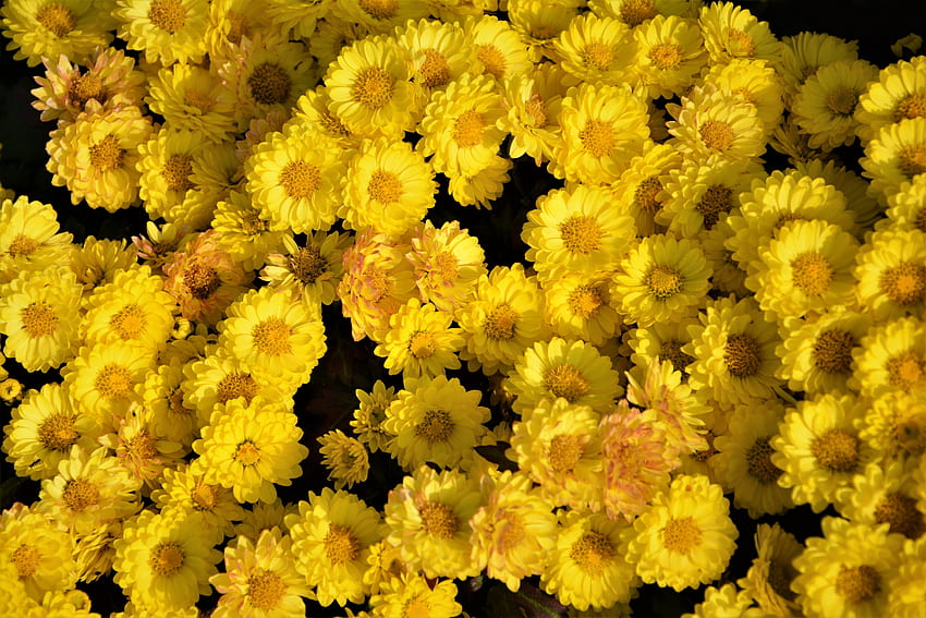 Fiori gialli, disposizione Sfondo HD