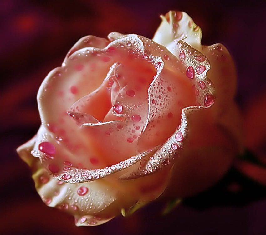 Tears on a rose, rose, pink, white, black, drops HD wallpaper