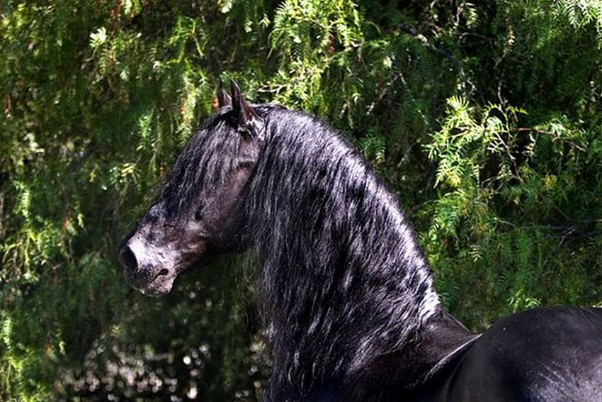 Beleza Barroca, cavalos, preto, frisão, holandês, Holanda papel de parede HD