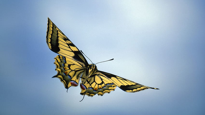 Animals, Sky, Butterfly, Wings HD wallpaper