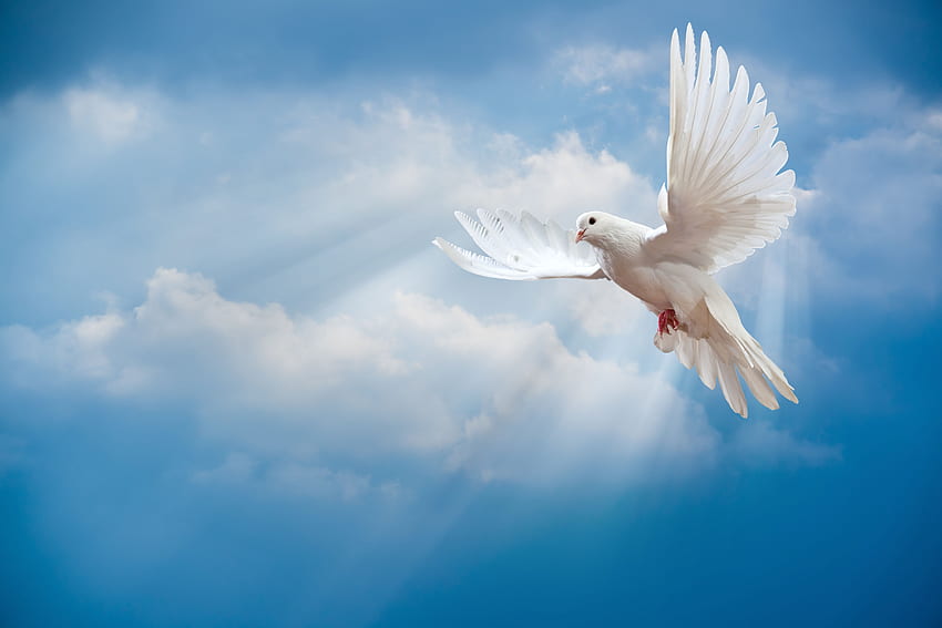 pomba, paz, céu, pombo, branco, raios solares, pomba branca, pássaro, paz, resolução de animais . Pomba, Pombas brancas, Pássaro papel de parede HD