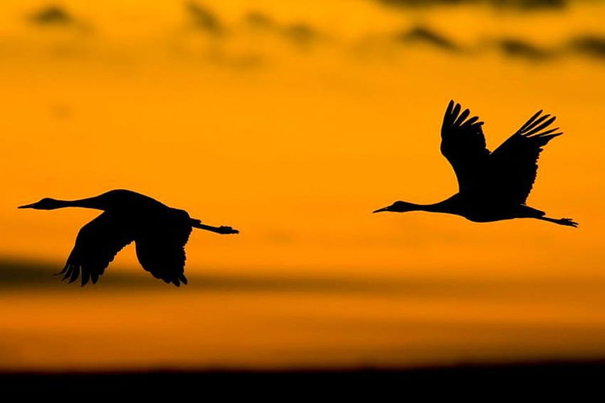 Flying goose, birds, , goose, wild, sunrise, dawn, wildlife, animals, clouds, autumn, nature, sky, , sunset HD wallpaper