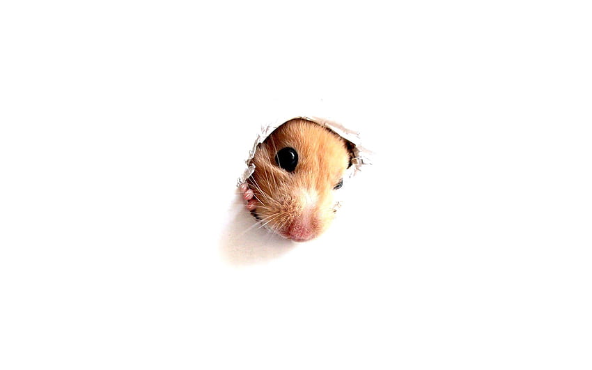 Animals, Muzzle, Paper, Rodent, Hole, Hamster HD wallpaper