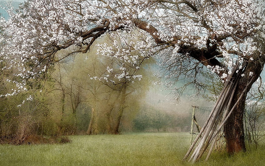 Pemandangan Nostalgia, nostalgia, pohon dengan bunga, pemandangan, alam, bunga, rumput, bunga putih, pohon Wallpaper HD