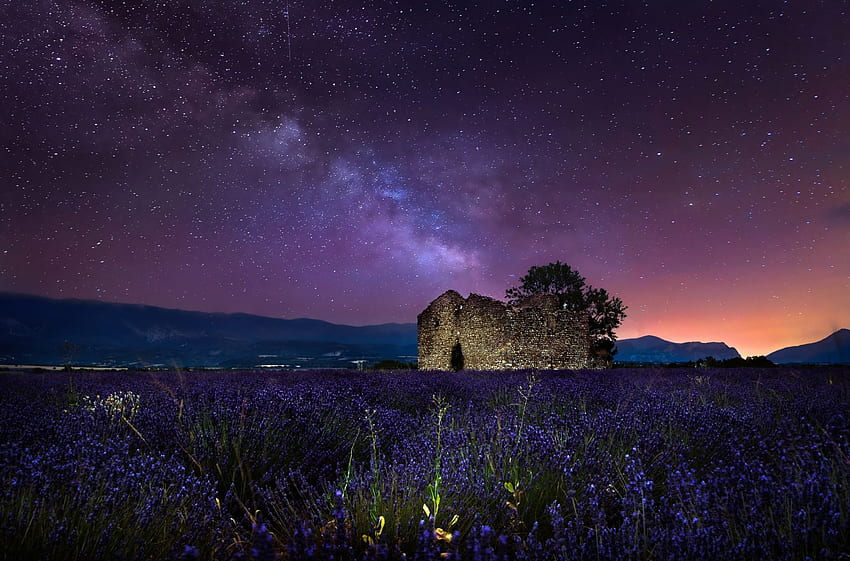 Lavender Field under Starry Sky, Nights, Stars, Fields, Lavender, Nature, Sky HD wallpaper
