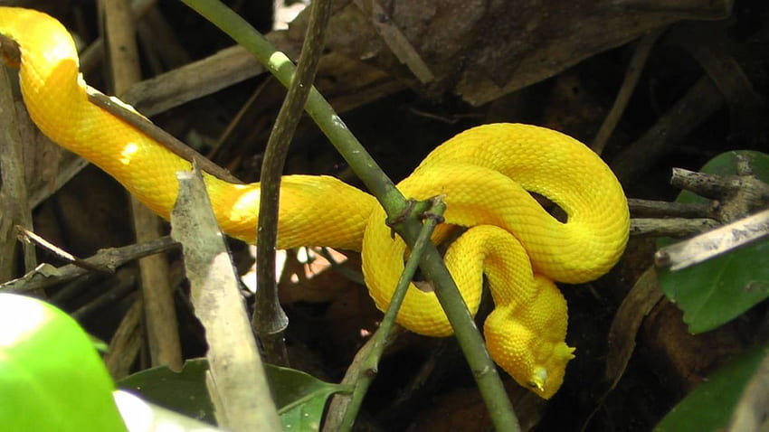 Snakes Viper ., Yellow Snake HD wallpaper | Pxfuel