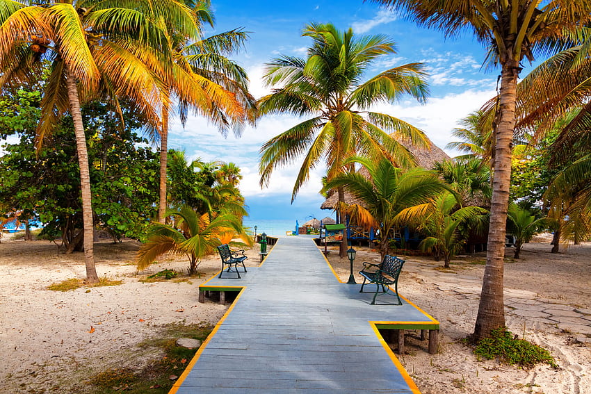 Tropical beach, sea, palms, tropics, tropical, paradise, relax, beach, vacation, walk, summer, rest HD wallpaper