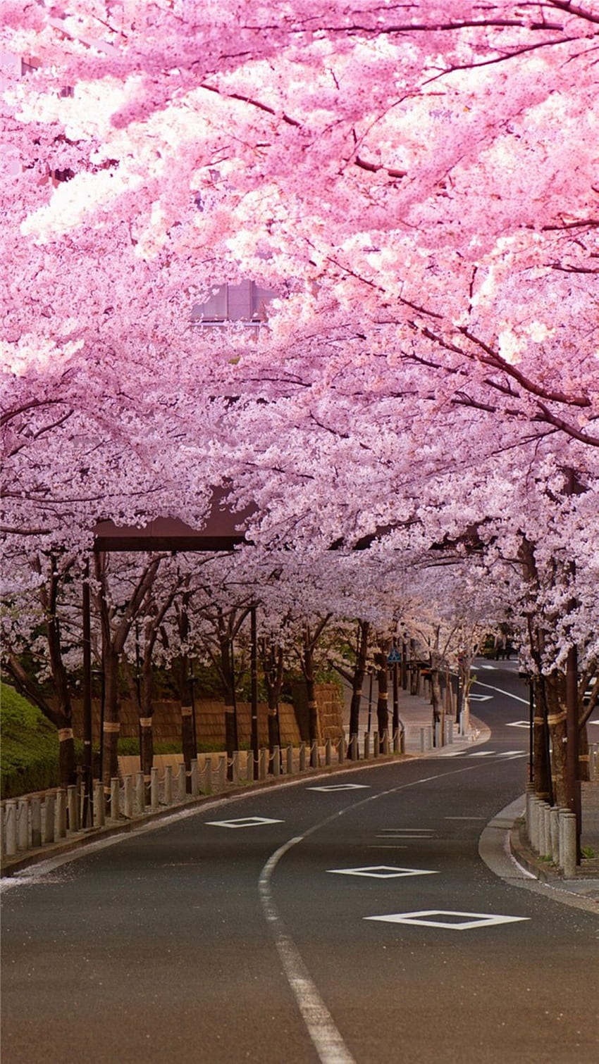 Cherry Blossom -, Cherry Blossom Background on Bat, japanische Sakura-Bäume HD-Handy-Hintergrundbild