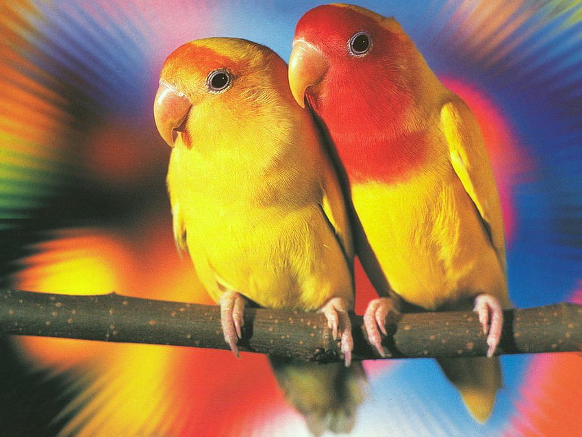 Inseparabile. Lovebird, Lovebird Background e, Pink Love Birds Sfondo HD