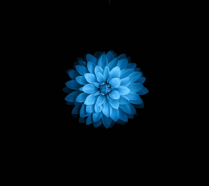 Blue Flower by segordon - 26 now. Browse millions of popular in 2021 ...
