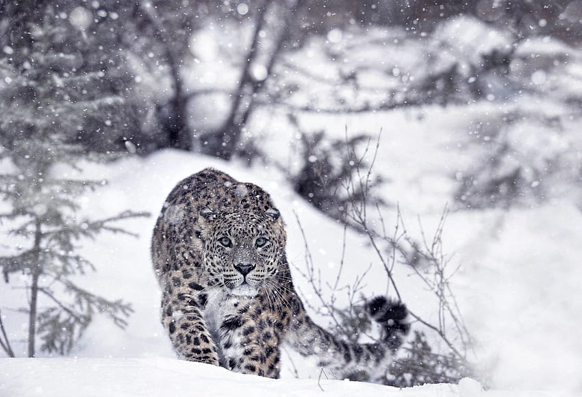 snow Leopards HD wallpaper