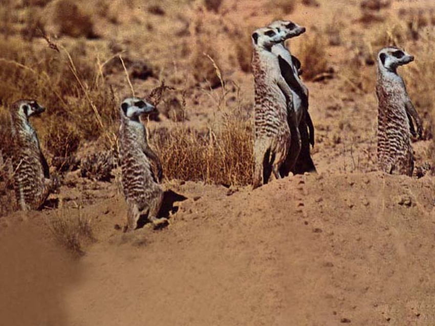 Meerkats on the lookout, desert, meerkats, watching HD wallpaper