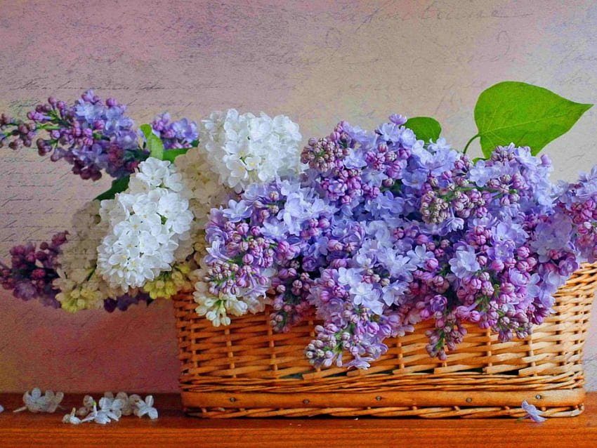 White and mauve beauty, basket, white, lilacs, flowers, mauve HD wallpaper
