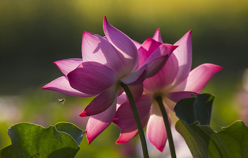 leaves, light, flowers, bee, petals, pink, Duo, Lotus for , section цветы, Bee Duo HD wallpaper