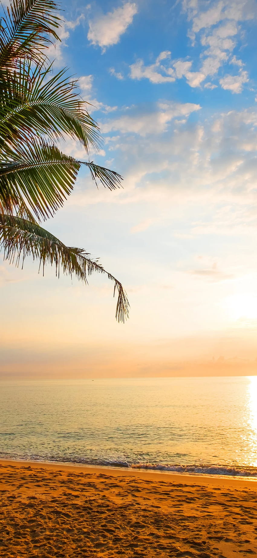 Palma, piasek, plaża, słoneczny dzień, wakacje, - słoneczny dzień -, iPhone w słonecznej plaży Tapeta na telefon HD