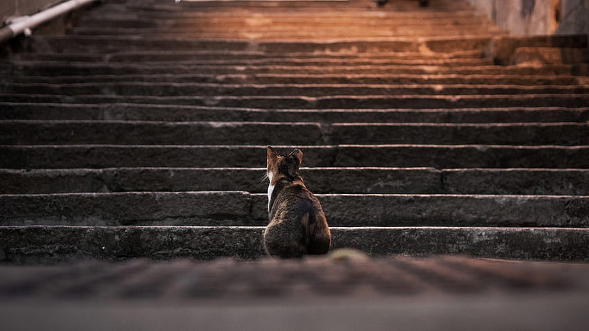 cat, Animals, Stairs, Depth Of Field, Steps / and Mobile Background HD wallpaper