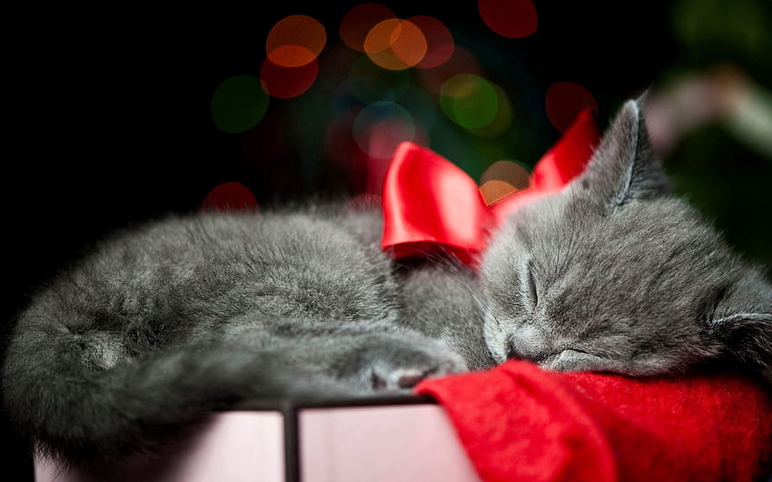 สัตว์ คิตตี้ ลูกแมว คันธนู ความฝัน การนอนหลับ วอลล์เปเปอร์ HD