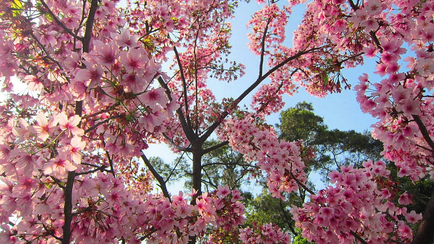 kwiaty wiśni w pełnym rozkwicie, kolorowe, piękne, żywe, wiśniowe kwiaty Tapeta HD