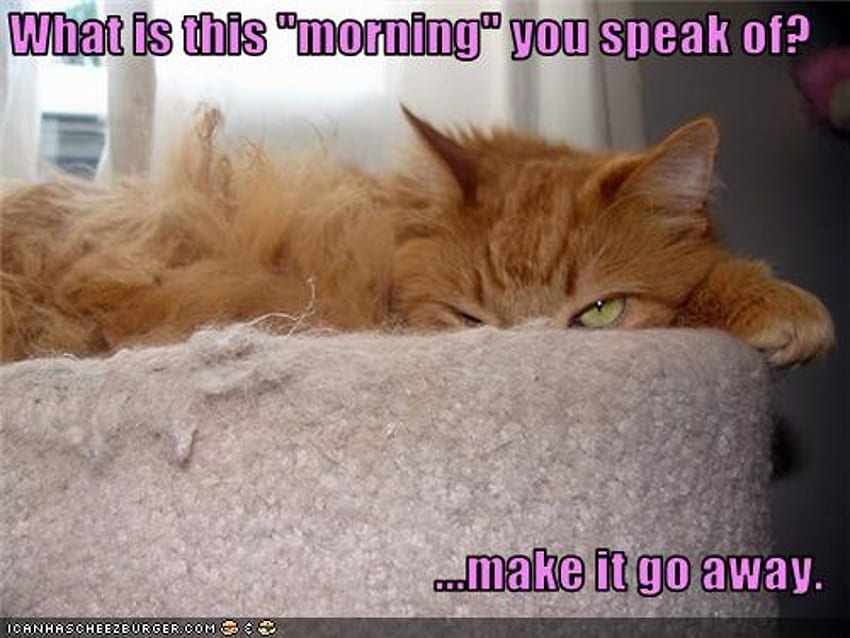 Manhã, rabugento, gato, dormindo, segunda-feira, mau-olhado papel de parede HD