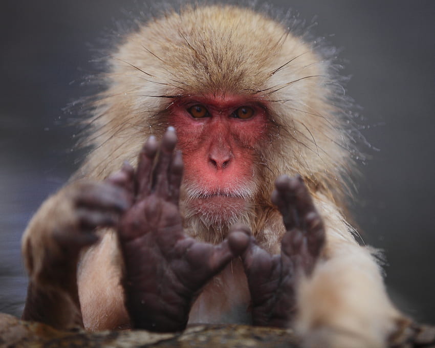 Animals, Muzzle, Wool, Japanese Macaque HD wallpaper